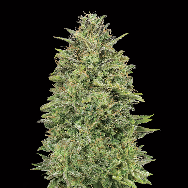 00 Skunk de 00 Seeds