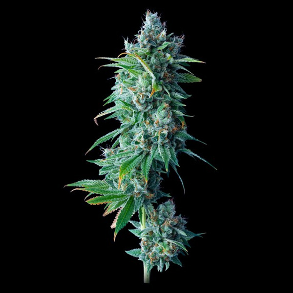 Semillas feminizadas 24K Gold de DNA Genetics para cultivo de cannabis