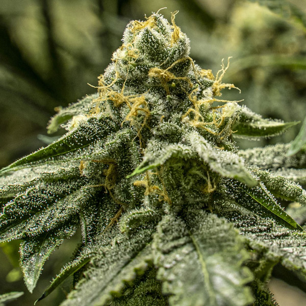 2y2 feminizadas R-Kiem Seeds