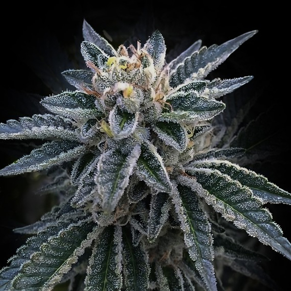 semillas feminizadas 3 Peat de DNA Genetics para cultivo de cannabis