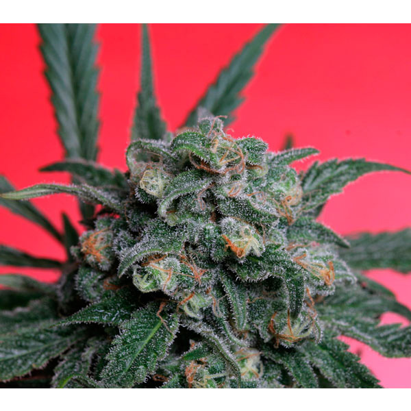 semillas A-Train 5 unidades regular TH Seeds para cultivo