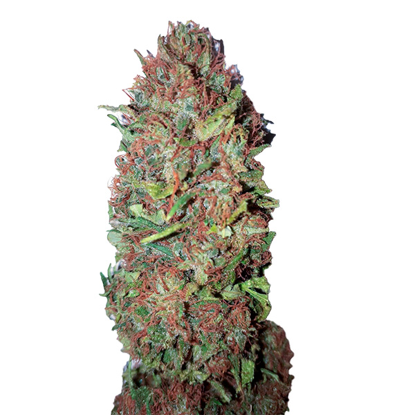 Cogollos feminizados AC-DC Cookies con CBD para cultivo