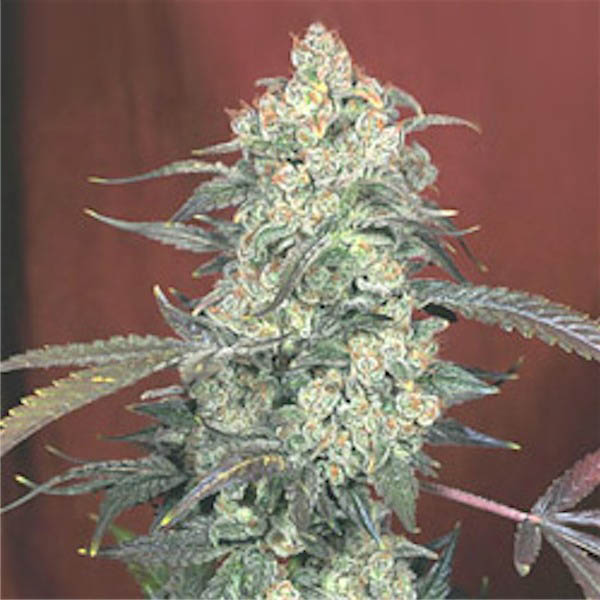 semillas regulares AK 47 de Serious Seeds para cultivo