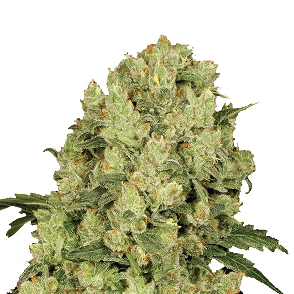 Semillas feminizadas AK-48 Nirvana para cultivo de cannabis