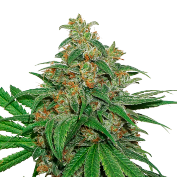 Semilla feminizada AK420 de Seedstockers para cultivo de cannabis