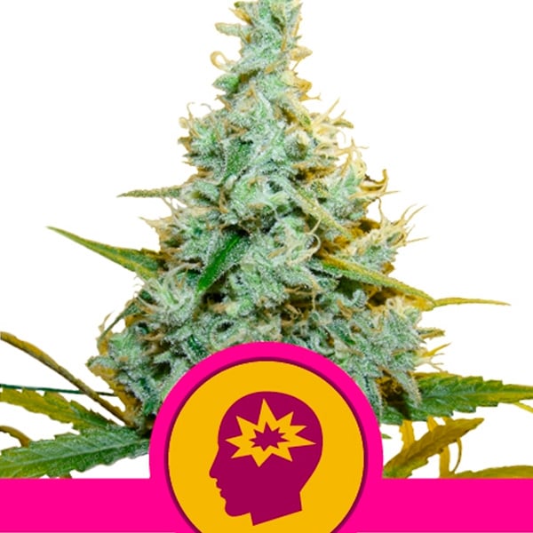 Semilla feminizada AMG-1 de Royal Queen para cultivo de cannabis