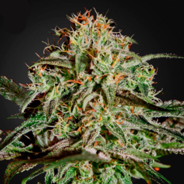 Semilla feminizada AMS-10 de Green House para cultivo