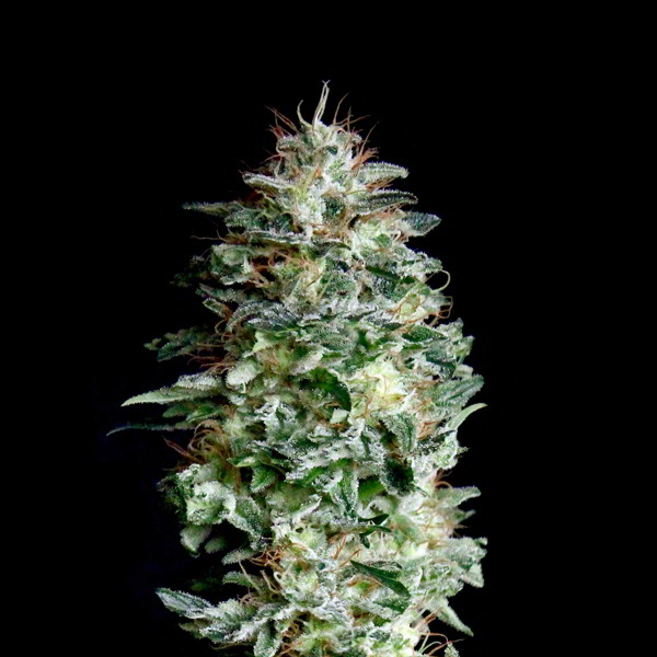 Absolute Herer feminizadas Absolute Cannabis Seeds