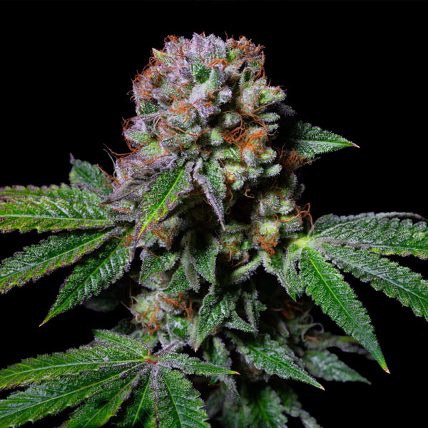 Aca-Dos Delight feminizadas Exotic Line