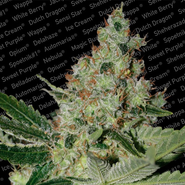 Planta Acid-3-u fem de Paradise Seeds en cultivo interior