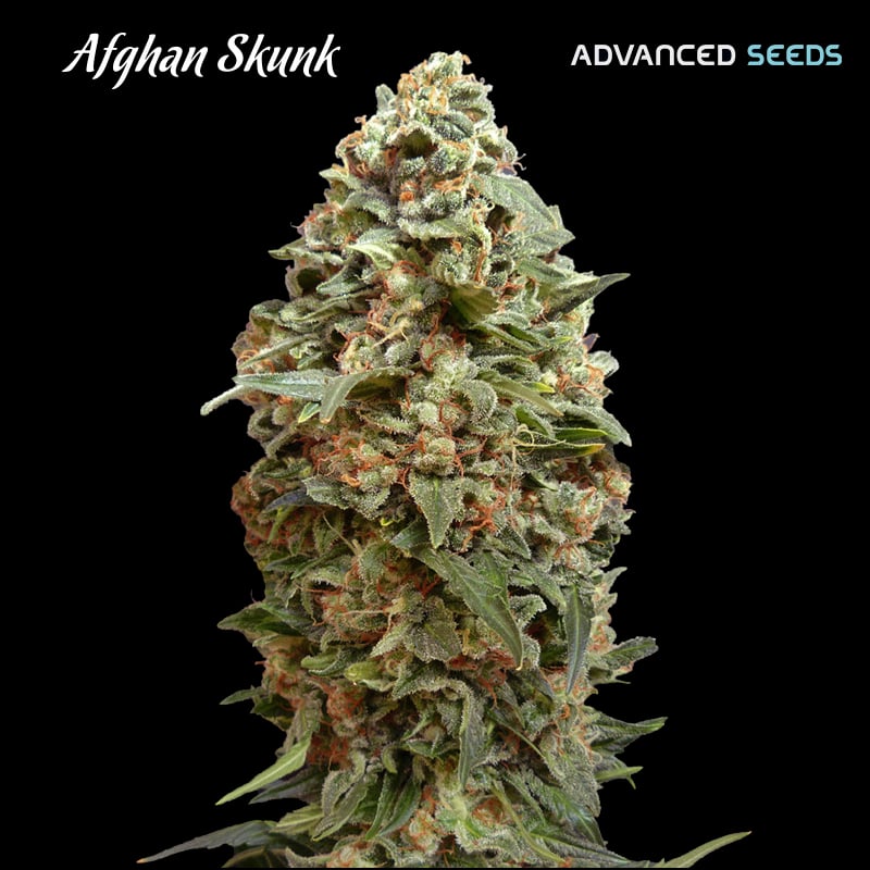 Planta Afghan Skunk 3:1 autofloreciente de Advanced Seeds en cultivo interior