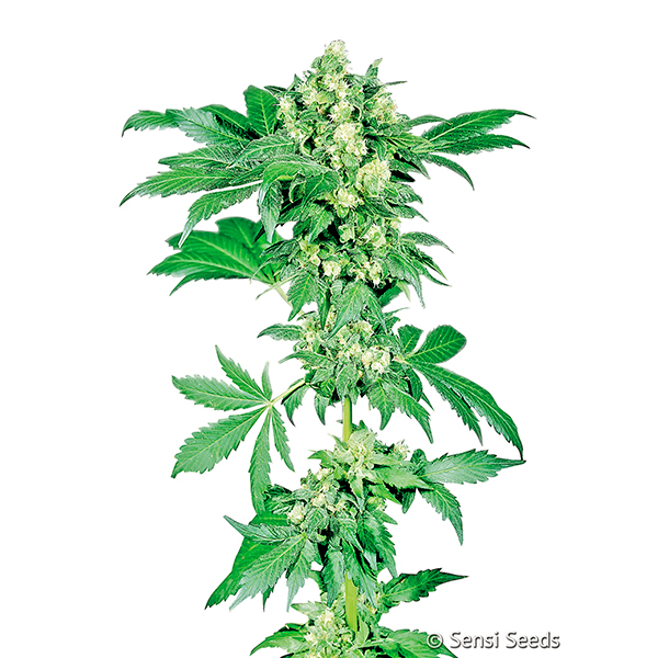 Afghani #1 feminizadas Sensi Seeds