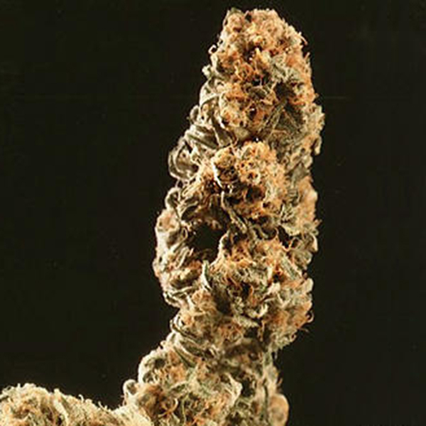 Afghani Special feminizadas KC Brains