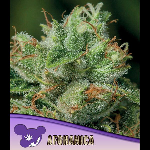 Tres semillas feminizadas Afghanica para cultivo de cannabis