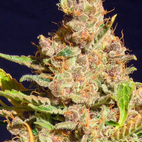 Planta de cannabis Alien Gorilla 1 unidad feminizada para cultivo
