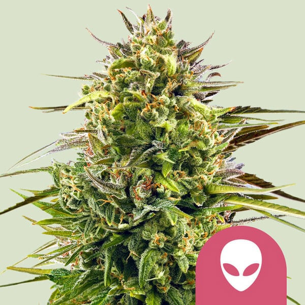 Planta de cannabis Alien OG 1 feminizada Royal Queen