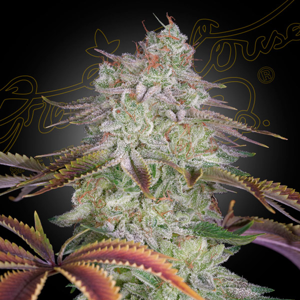 Semilla feminizada AlienZ-1 de Green House para cultivo
