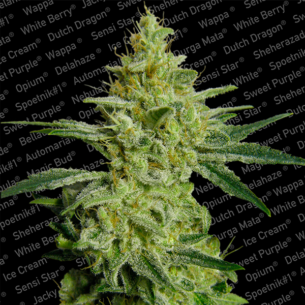 Planta Allkush 3U feminizada de Paradise Seeds