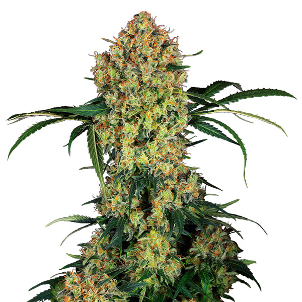 Planta Aloha OG 1 unidad feminizada de Sensi Seeds Research para cultivo