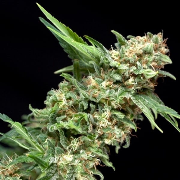 Tres semillas feminizadas Alpujarrea de Pyramid Seeds para cultivo
