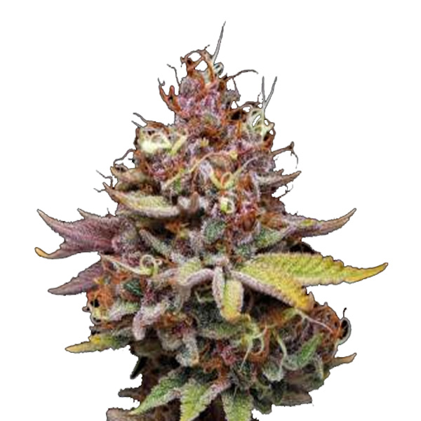 Semilla feminizada Amaretto Tarmac de Seedstockers