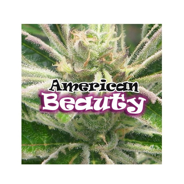 Semillas feminizadas American Beauty 2 de Dr Underground para cultivo de cannabis