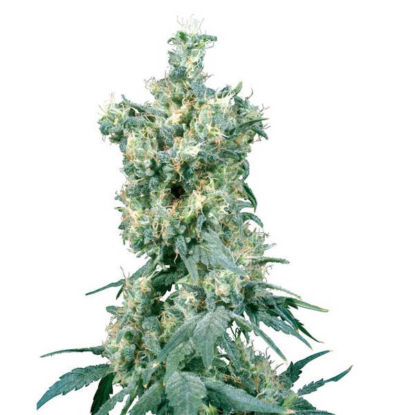 semillas regulares American Dream de Sensi Seeds Bank