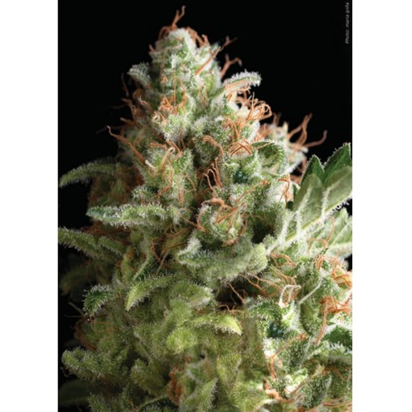 Blíster con 12 unidades de semillas feminizadas American Pie de Pyramid Seeds