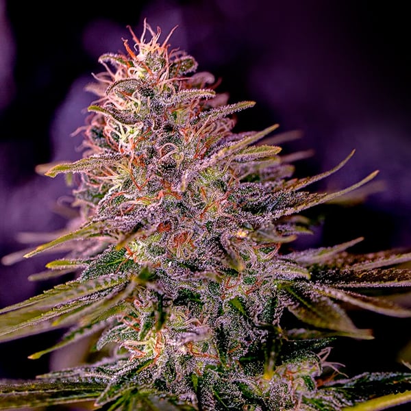 semilla feminizada American Purple 1 de Positronics Seeds para cultivo de cannabis