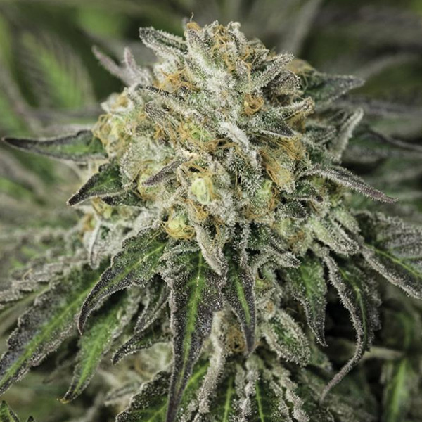 Semillas Amherst Sour Diesel de Humboldt Seed Organization