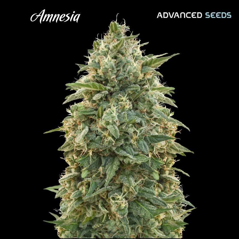 Semilla feminizada Amnesia de Advanced Seeds para cultivo