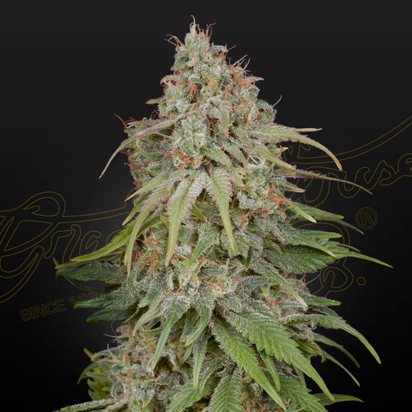 Semilla feminizada Amnesia 1 de Green House para cultivo de cannabis