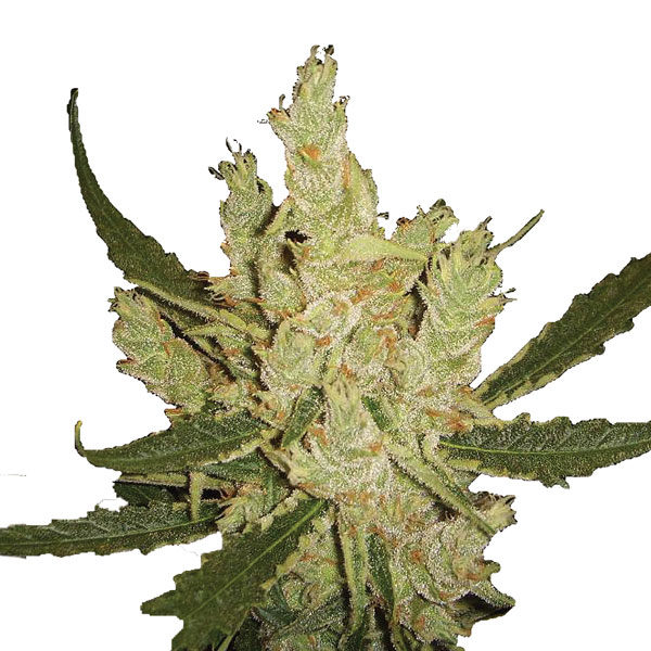 Amnesia reg. Nirvana