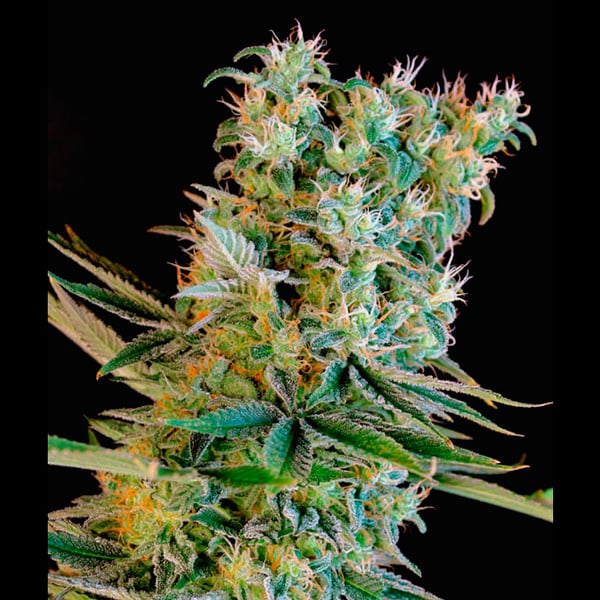 Semillas feminizadas Amnesia Bilbo de Genehtik para cultivo