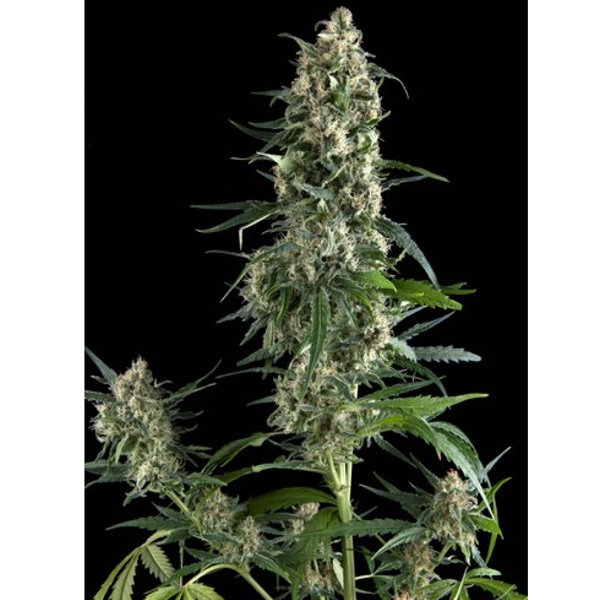 Blíster con 12 semillas feminizadas Amnesia Gold de Pyramid Seeds