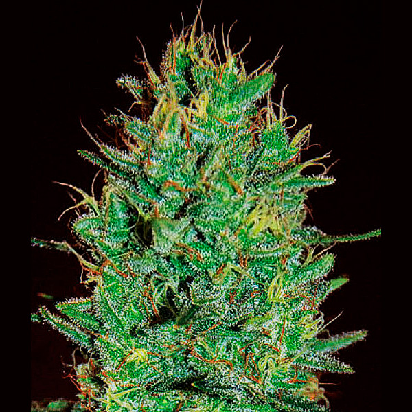 planta de cannabis Amnesia Haze 1 unidad feminizada Expert Seeds