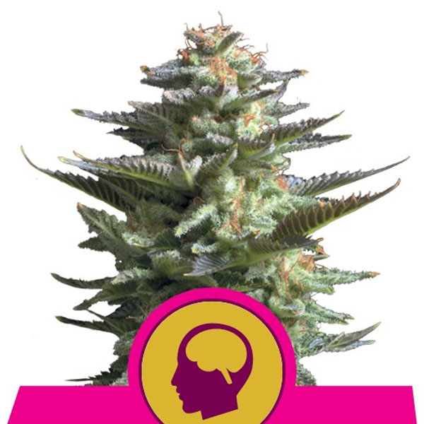 Semillas de cannabis Amnesia Haze de Royal Queen Seeds