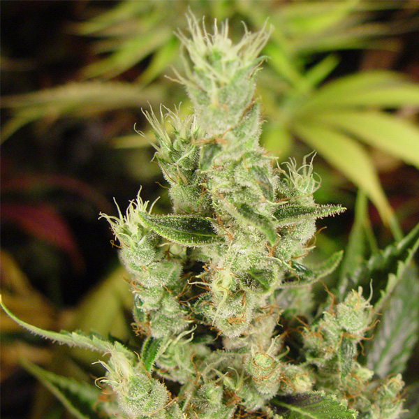 Semillas feminizadas Amnesia Haze de Soma Seeds para cultivo de cannabis