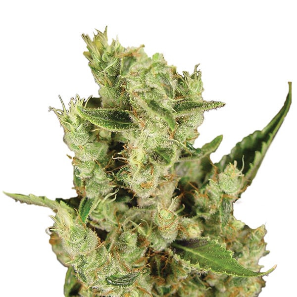 semillas feminizadas Amnesia Haze Nirvana para cultivo