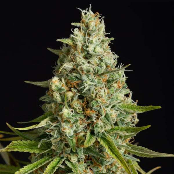 semillas de cannabis Amnesia Lemon 3 unidades Silent Seeds