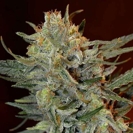 Semilla feminizada Amnesia Lemon Kush de Garden of Green Seeds