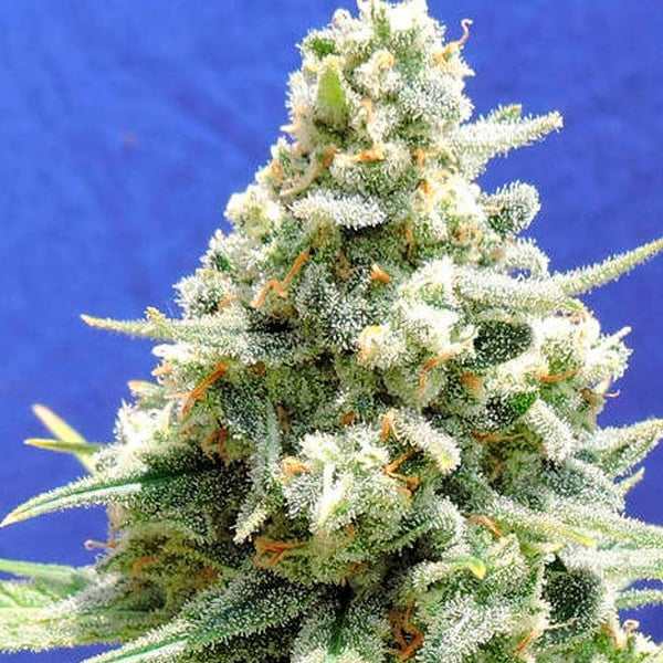 Planta de cannabis Amnesia Lemon Kush feminizada para cultivo