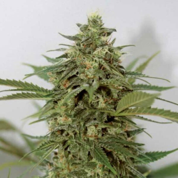 semilla feminizada Amnesia Lemon Pie de Garden of Green Seeds