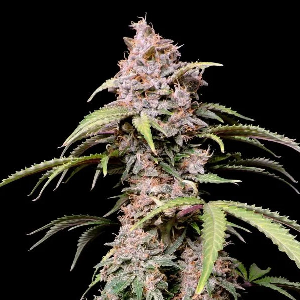 semilla feminizada Amnesia Zkittlez Auto de FastBuds Seeds para cultivo automático