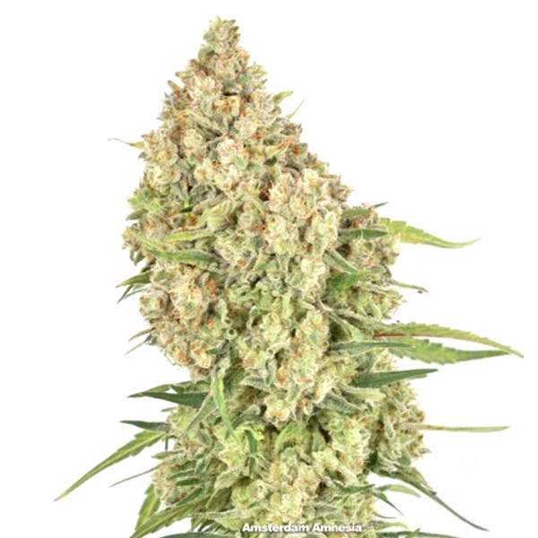 semilla feminizada Amsterdam Amnesia para cultivo