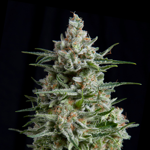 semillas feminizadas Anesthesia CBD de Pyramid Seeds para cultivo