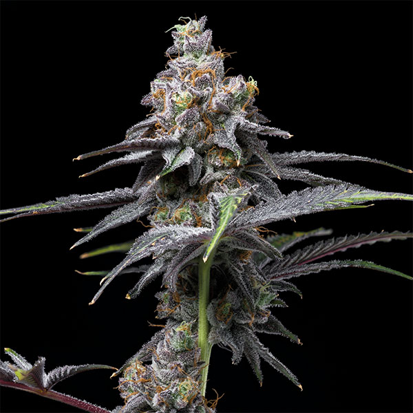 semilla feminizada Animal Cake de Cookies Seed Bank para cultivo