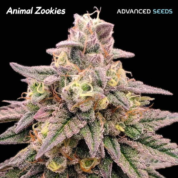Semilla feminizada Animal Zookies de Advanced Seeds para cultivo