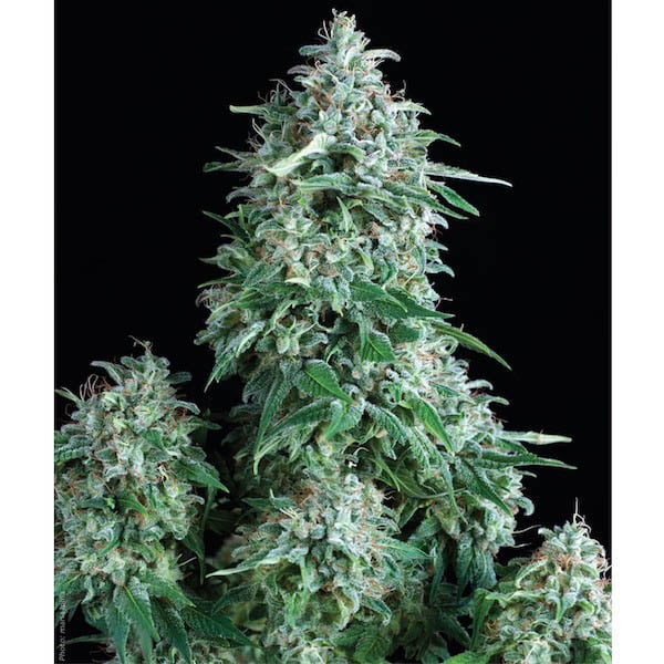 Blíster de 12 unidades de semillas feminizadas Anubis-1 de Pyramid Seeds
