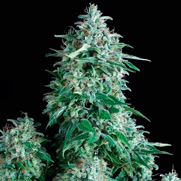 Planta Anubis 3U feminizada de Pyramid Seeds para cultivo